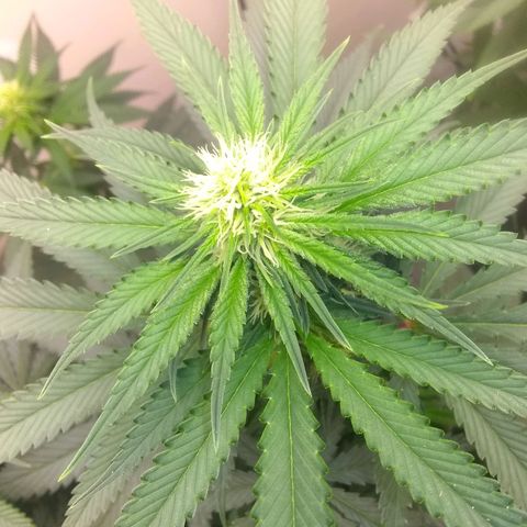 Thin Mint Tangie growlog photo: This one's a herm, spent 2 hours picking balls off the plant. 😭🤬