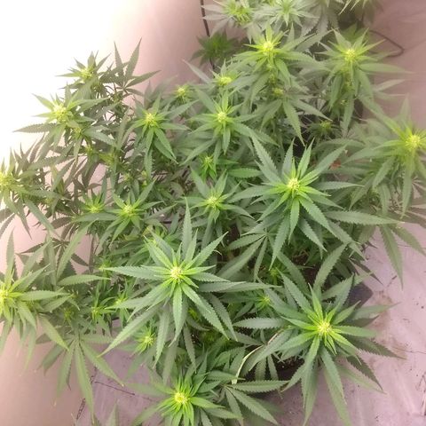 Georgia Morning Frost growlog photo: I really stripped this one down, almost lollipoped.