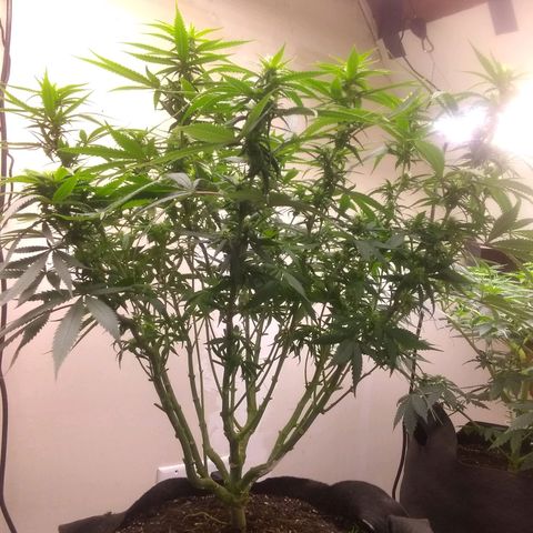 Georgia Morning Frost growlog photo: I really stripped this one down, almost lollipoped.