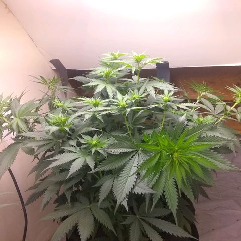 Dave's Sour Tangie growlog photo: Adjusted light, trained her up a bit 