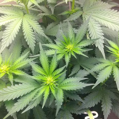 Dave's Sour Tangie growlog photo: Adjusted light, trained her up a bit 