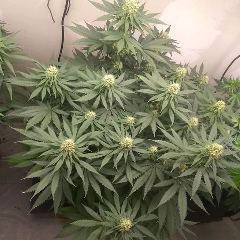 Thin Mint Tangie growlog photo: This plant would be perfect if it were not for the Herm trait. Hearty, great node spacing, flowers and tricomes stacking nicely.