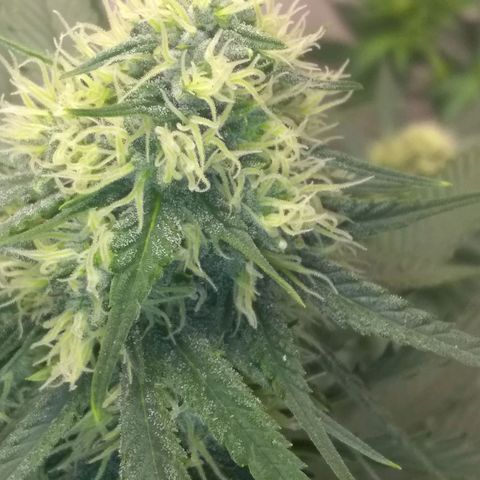 Thin Mint Tangie growlog photo: This plant would be perfect if it were not for the Herm trait. Hearty, great node spacing, flowers and tricomes stacking nicely.