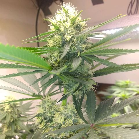 Thin Mint Tangie growlog photo: This plant would be perfect if it were not for the Herm trait. Hearty, great node spacing, flowers and tricomes stacking nicely.
