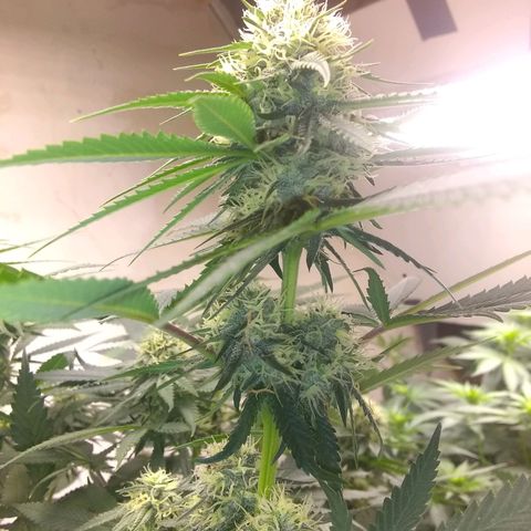 Thin Mint Tangie growlog photo: This plant would be perfect if it were not for the Herm trait. Hearty, great node spacing, flowers and tricomes stacking nicely.