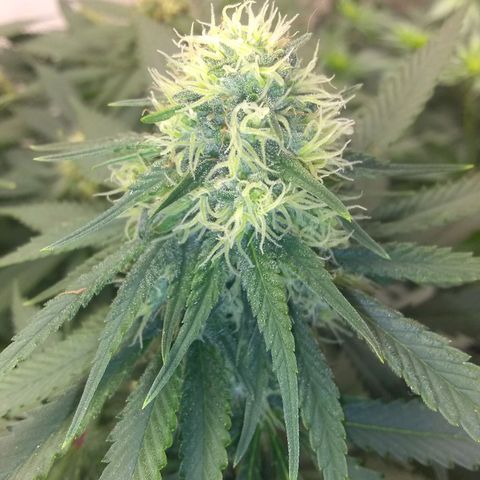 Thin Mint Tangie growlog photo: This plant would be perfect if it were not for the Herm trait. Hearty, great node spacing, flowers and tricomes stacking nicely.