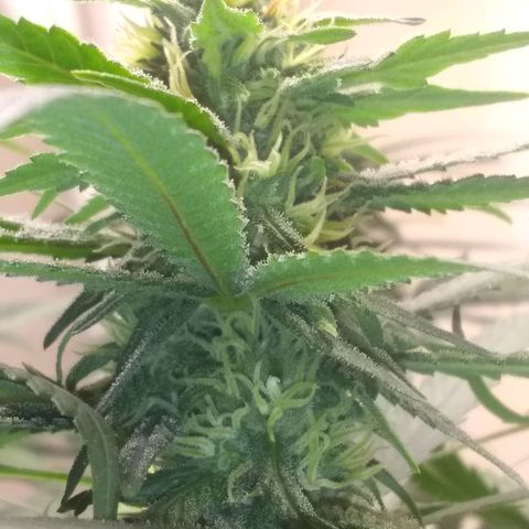Georgia Morning Frost growlog photo: Tricomes building up on the leaves.