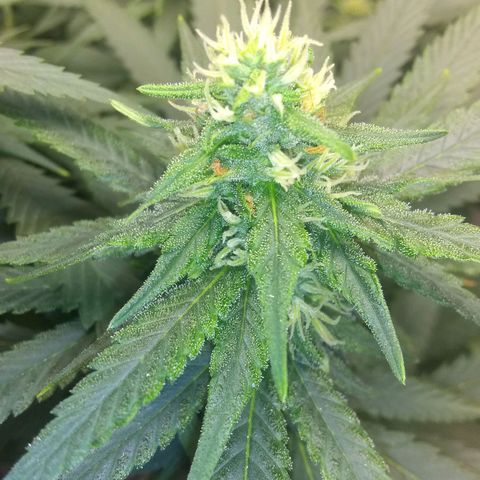 Georgia Morning Frost growlog photo: Tricomes building up on the leaves.