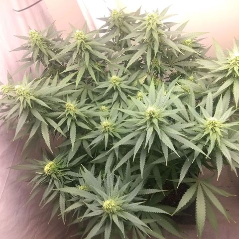 Georgia Morning Frost growlog photo: Tricomes building up on the leaves.