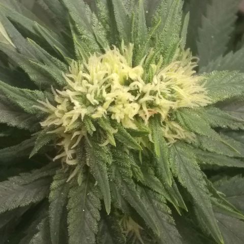Georgia Morning Frost growlog photo: Tricomes building up on the leaves.