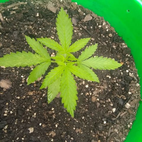 Rainbow sherbet growlog timeline photo