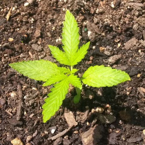 Rainbow sherbet growlog timeline photo