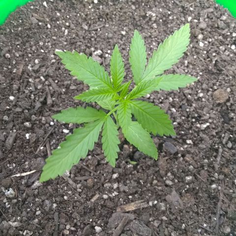 Rainbow sherbet growlog timeline photo
