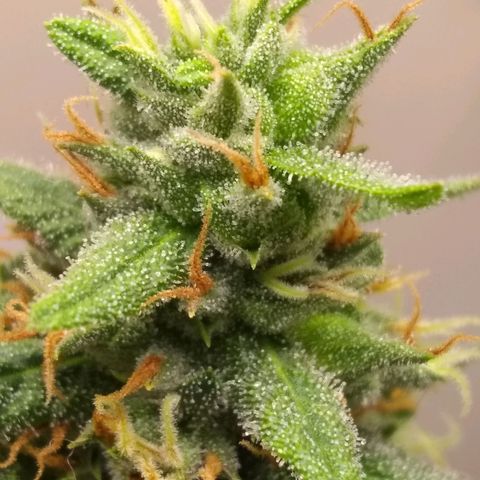 Georgia Morning Frost growlog photo: Definitely heavy-handed the pollenation, seeds everywhere.