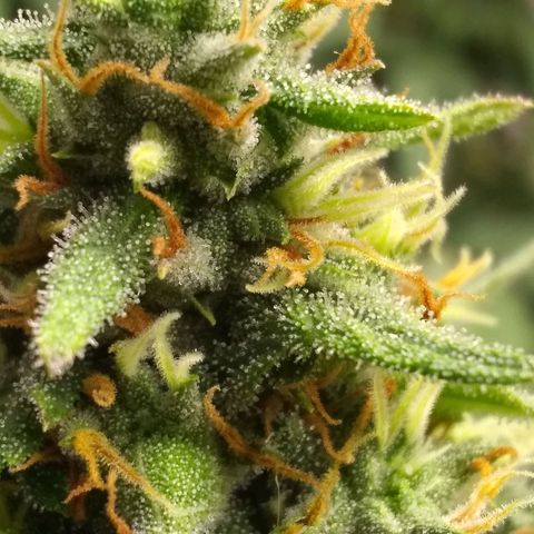 Georgia Morning Frost growlog photo: Definitely heavy-handed the pollenation, seeds everywhere.