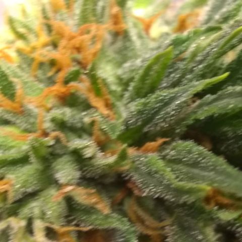 Georgia Morning Frost growlog photo: Definitely heavy-handed the pollenation, seeds everywhere.