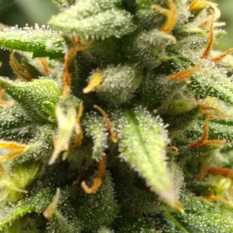 Georgia Morning Frost growlog photo: Definitely heavy-handed the pollenation, seeds everywhere.