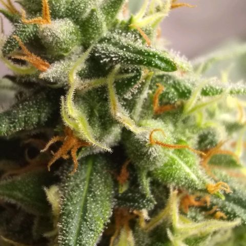 Georgia Morning Frost growlog photo: Definitely heavy-handed the pollenation, seeds everywhere.