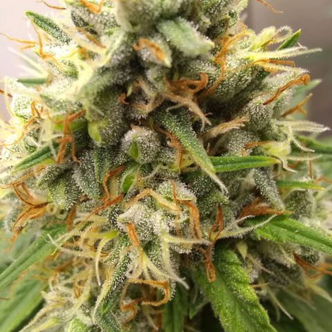 Thin Mint Tangie growlog photo: Seeds everywhere!