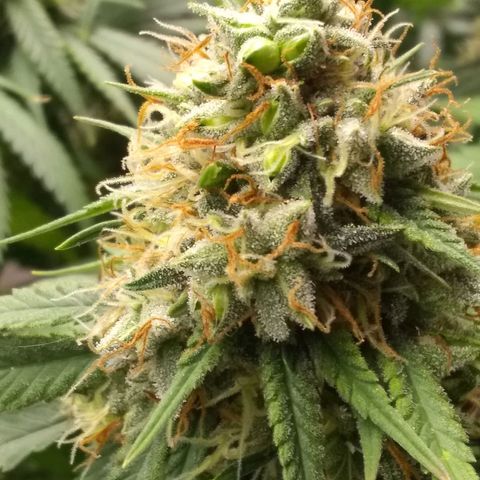 Thin Mint Tangie growlog photo: Seeds everywhere!