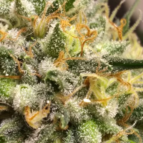Thin Mint Tangie growlog photo: Seeds everywhere!