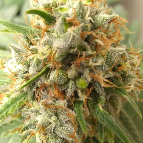Thin Mint Tangie growlog photo: Seeds everywhere!