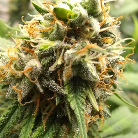 Thin Mint Tangie growlog photo: Seeds everywhere!