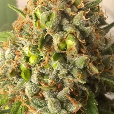 Thin Mint Tangie growlog photo: Seeds everywhere!