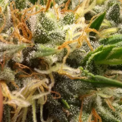 Thin Mint Tangie growlog photo: Seeds everywhere!