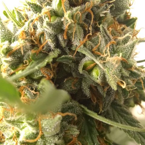 Thin Mint Tangie growlog photo: Seeds everywhere!