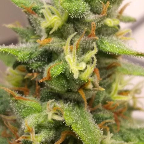 Georgia Morning Frost growlog photo: Definitely heavy-handed the pollenation, seeds everywhere.