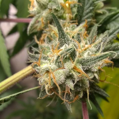 Thin Mint Tangie growlog photo: Seeds everywhere!