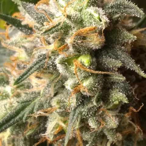 Thin Mint Tangie growlog photo: Seeds everywhere!