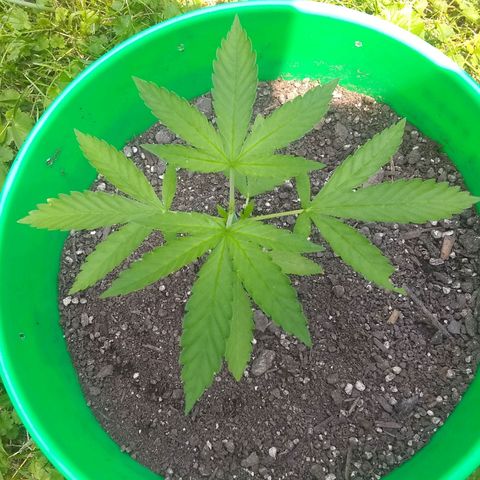 Rainbow sherbet growlog timeline photo