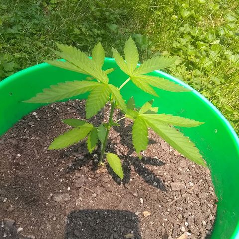 Rainbow sherbet growlog timeline photo