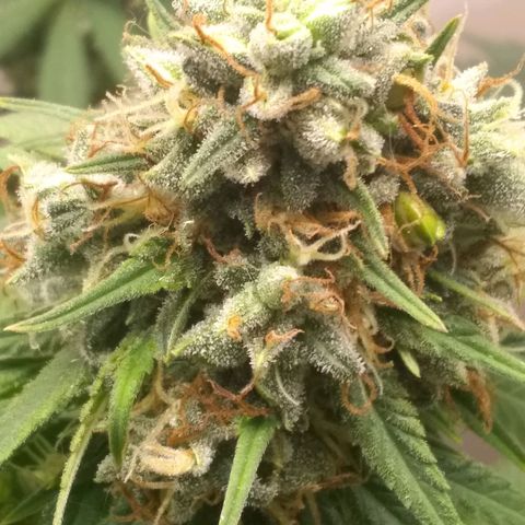 Thin Mint Tangie growlog timeline photo