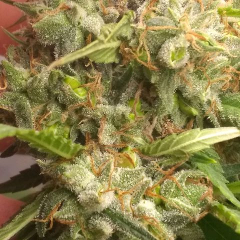 Thin Mint Tangie growlog timeline photo
