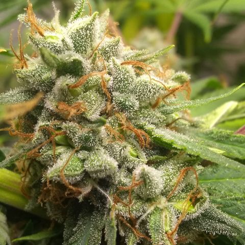 Thin Mint Tangie growlog timeline photo