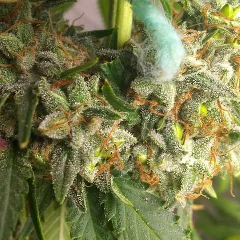 Thin Mint Tangie growlog timeline photo