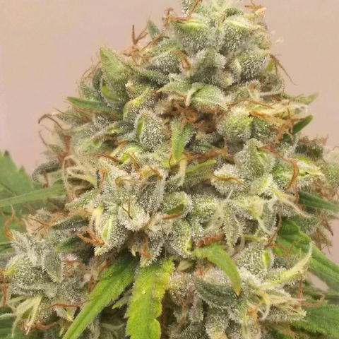 Thin Mint Tangie growlog timeline photo