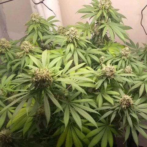 Thin Mint Tangie growlog timeline photo