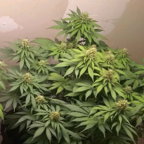 Dave's Sour Tangie growlog timeline photo