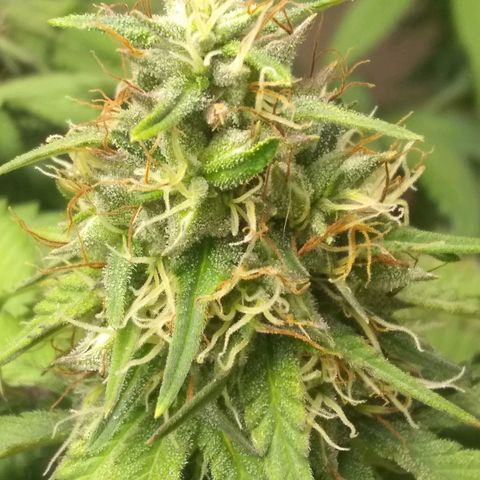 Dave's Sour Tangie growlog timeline photo