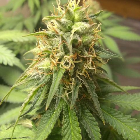 Dave's Sour Tangie growlog timeline photo