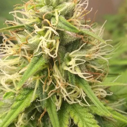 Dave's Sour Tangie growlog timeline photo