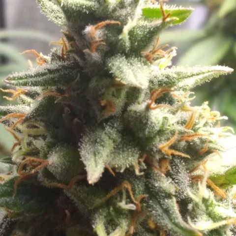 Georgia Morning Frost growlog timeline photo