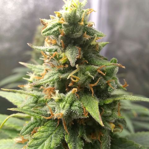 Georgia Morning Frost growlog timeline photo