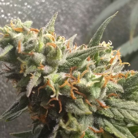 Georgia Morning Frost growlog timeline photo