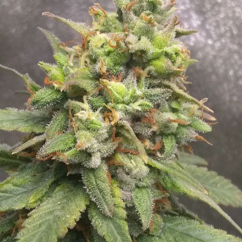 Georgia Morning Frost growlog timeline photo