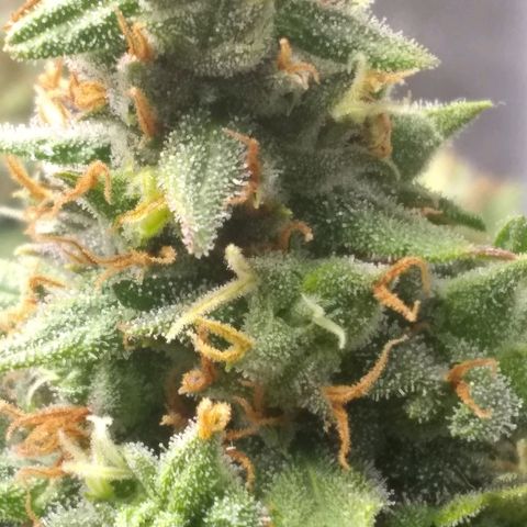 Georgia Morning Frost growlog timeline photo